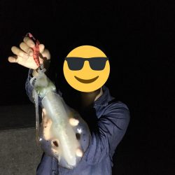 秋エギング終盤戦