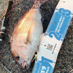 青物ならぬ○物