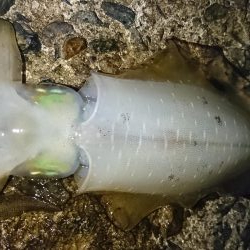 台風明けアオリイカ