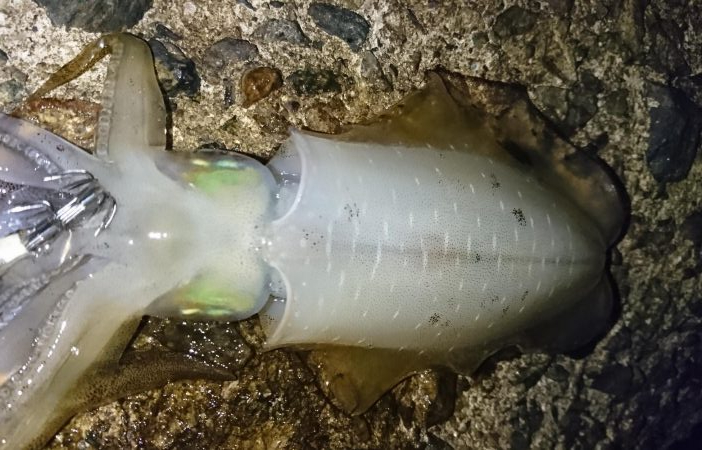 台風明けアオリイカ