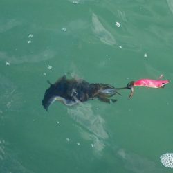 デイエギングは…