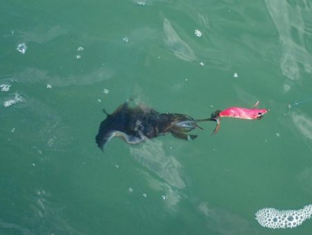 デイエギングは…