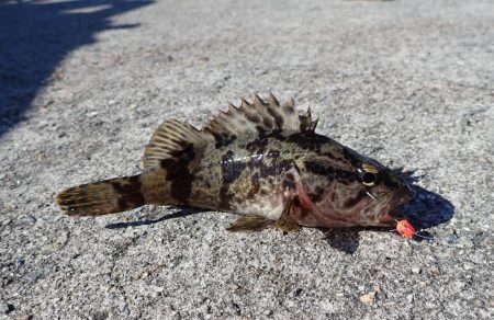 タケノコメバル