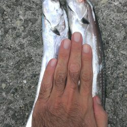 タチウオよりサバ?