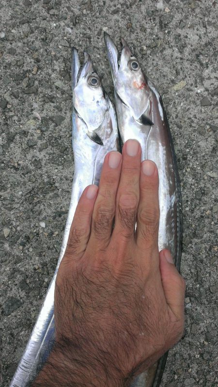 タチウオよりサバ?