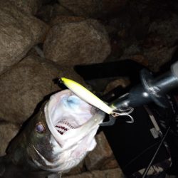 久しぶりのシーバスゲーム