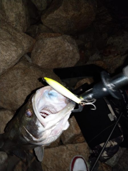 久しぶりのシーバスゲーム