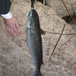 反応はあるが…