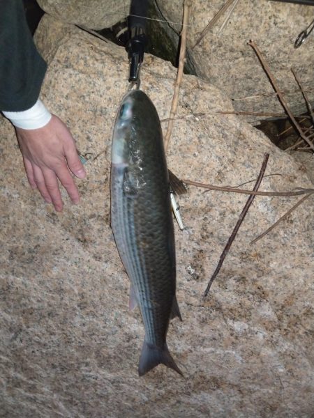 反応はあるが…