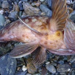 釣れないだろうな