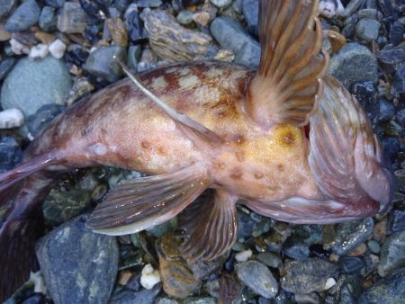 釣れないだろうな