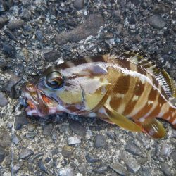 オオモンハタ遠征2