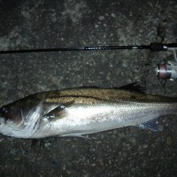 ｻｰﾍﾞﾘﾝｸﾞ