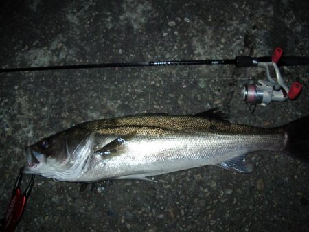 ｻｰﾍﾞﾘﾝｸﾞ