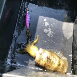 海南発の遊漁船「釣り心」さんでボートエギング