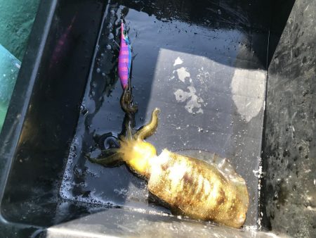 海南発の遊漁船「釣り心」さんでボートエギン…