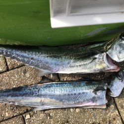 ライトショアジギング