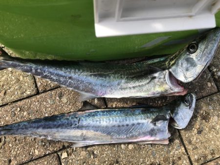 ライトショアジギング