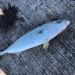 ベイトはイワシ