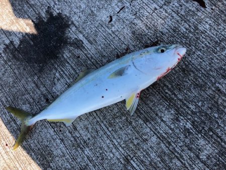 ベイトはイワシ