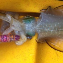 カヤックエギング