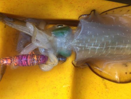 カヤックエギング