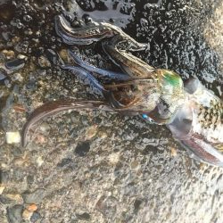 出張フィッシング　パート２