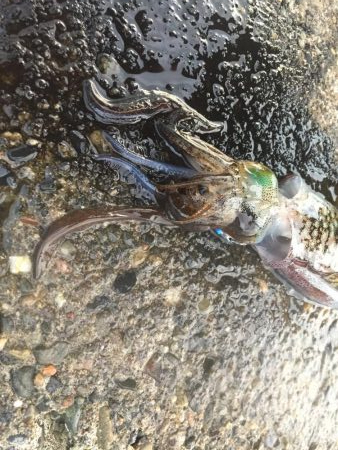 出張フィッシング　パート２