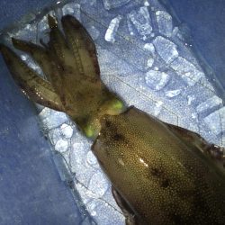 新潟　出張フィッシィング！