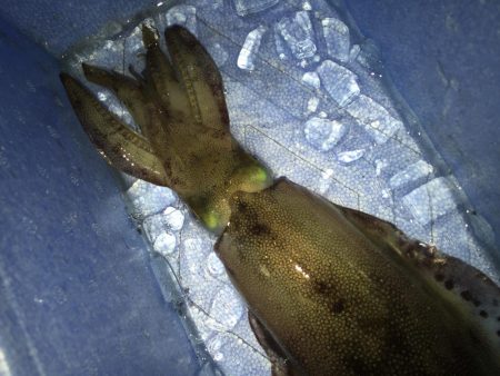 新潟　出張フィッシィング！