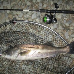 久々のシーバス