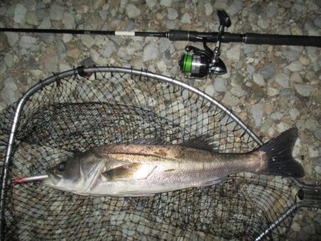 久々のシーバス