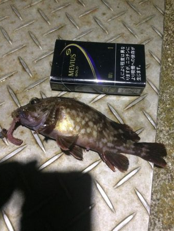 明日はガザミのパスタ