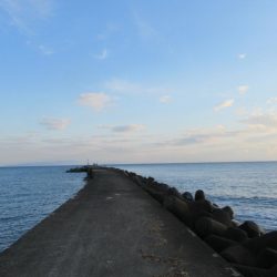 大野突堤マゴチちゃん