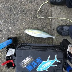 神戸タチウオ釣行の帰り