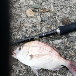 太刀魚ばっかりやん