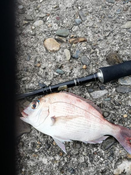 太刀魚ばっかりやん