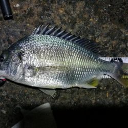 南港フェリーヘチ釣り(何気に五目釣り達成!? 真チヌ、キビレ、ガシラ、メバル、ミニシーバス 釣果w)