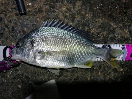 南港フェリーヘチ釣り(何気に五目釣り達成!? 真チヌ、キビレ、ガシラ、メバル、ミニシーバス 釣果w)