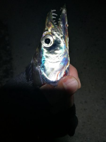 南港カモメ大橋 釣行 （今季初タチウオ釣り…