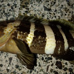 キジハタを求めて