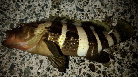 キジハタを求めて