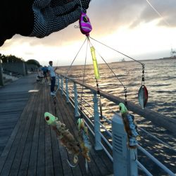 南港タチウオポツポツ