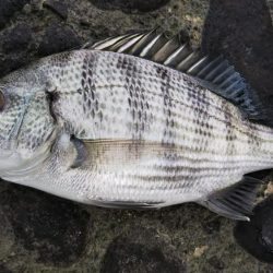 久しぶりの昼～夕方釣行