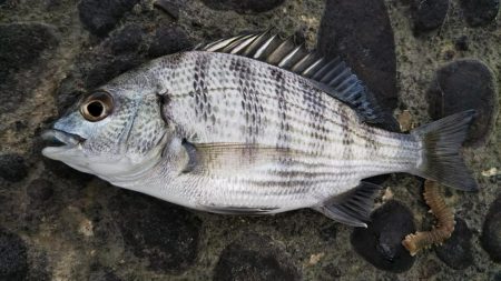 久しぶりの昼～夕方釣行