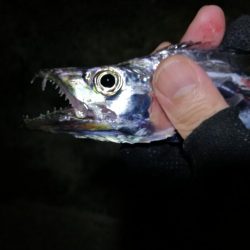 南港カモメ大橋 釣行 (タチウオ釣り、F3~F3.5 釣果有り)