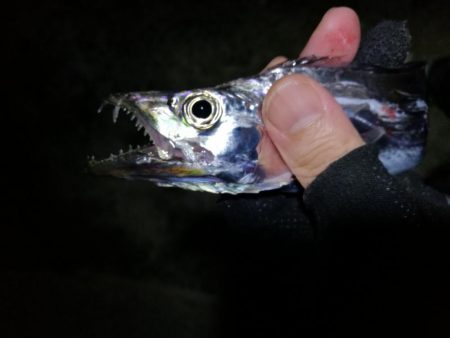 南港カモメ大橋 釣行 (タチウオ釣り、F3~F3.5 釣果有り)