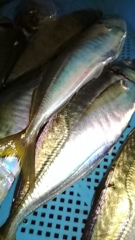 アジ鯵アジ鯵アジ鯵