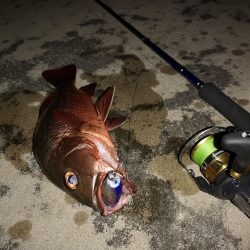 台風明け　早朝トップでゴマフエダイ