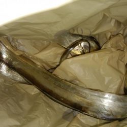 どじょうすげぇ！